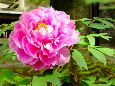 心行寺（浄土宗）
