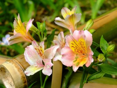 心行寺（浄土宗）
