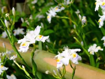 心行寺（浄土宗）

