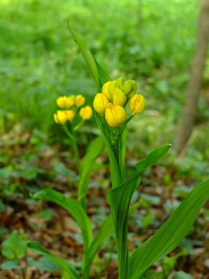 都筑中央公園（金ラン）
