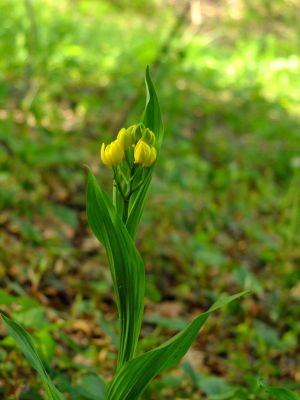 都筑中央公園（金ラン）
