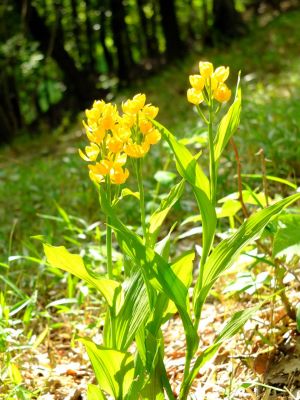 都筑中央公園（金ラン）
