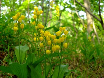 都筑中央公園（金ラン）
