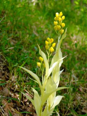 都筑中央公園（金ラン）
