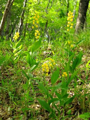 都筑中央公園（金ラン）
