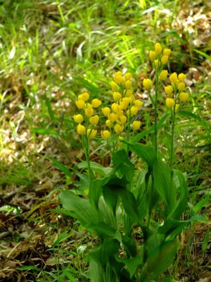 都筑中央公園（金ラン）

