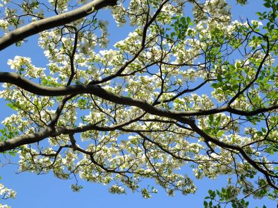 みずきが丘のみずき
