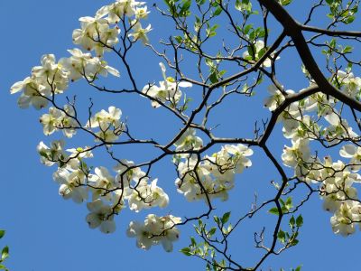 みずきが丘のみずき
