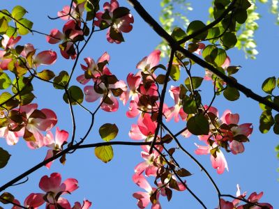 みずきが丘のみずき
