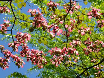 みずきが丘のみずき
