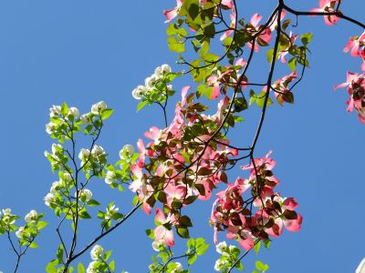 みずきが丘のみずき
