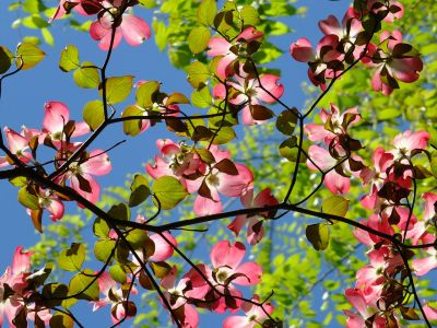 みずきが丘のみずき
