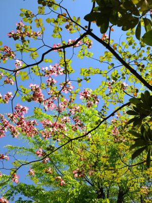 みずきが丘のみずき
