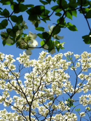 みずきが丘のみずき
