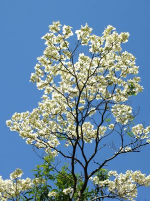 みずきが丘のみずき
