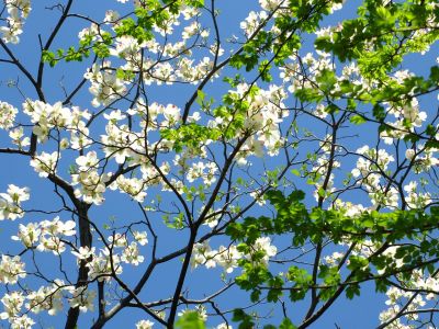 みずきが丘のみずき
