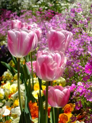 荏田近隣センターのチューリップ
