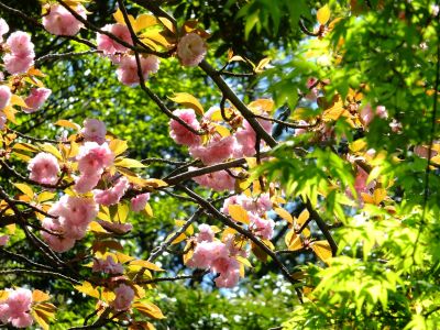 ささぶねの道（遅咲きの桜「普賢象」）
