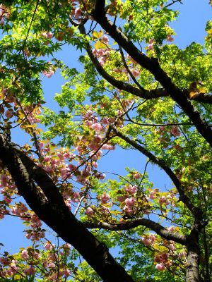 ささぶねの道（遅咲きの桜「普賢象」）
