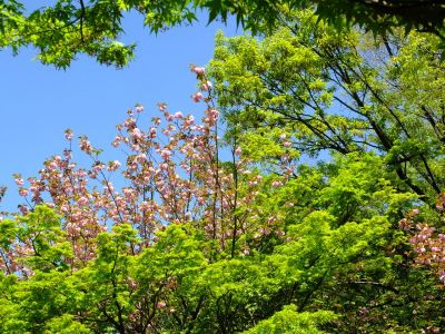 ささぶねの道（遅咲きの桜「普賢象」）

