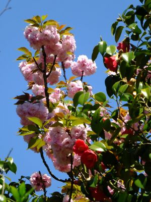ささぶねの道（遅咲きの桜「普賢象」）
