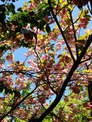 ささぶねの道（遅咲きの桜「普賢象」）
