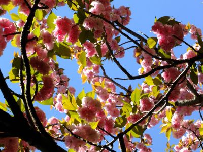 ささぶねの道（遅咲きの桜「普賢象」）
