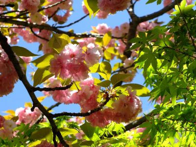 ささぶねの道（遅咲きの桜「普賢象」）

