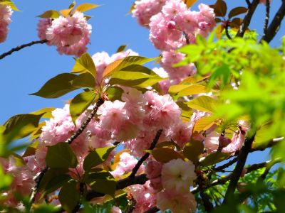 ささぶねの道（遅咲きの桜「普賢象」）
