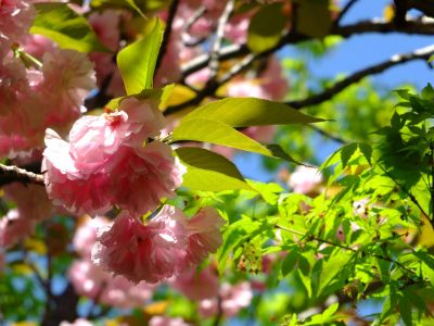 ささぶねの道（遅咲きの桜「普賢象」）

