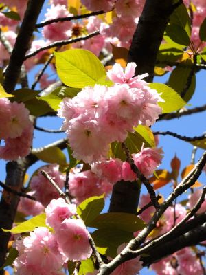 ささぶねの道（遅咲きの桜「普賢象」）

