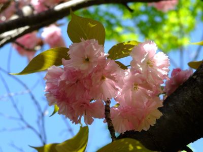 ささぶねの道（遅咲きの桜「普賢象」）
