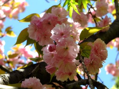 ささぶねの道（遅咲きの桜「普賢象」）
