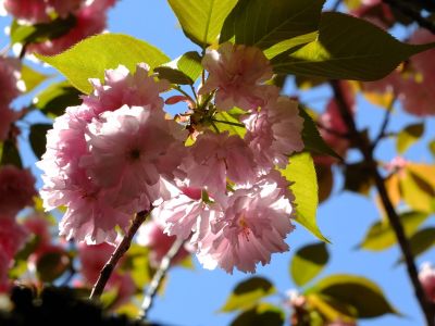 ささぶねの道（遅咲きの桜「普賢象」）
