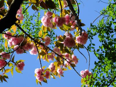 ささぶねの道（遅咲きの桜「普賢象」）
