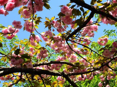 ささぶねの道（遅咲きの桜「普賢象」）
