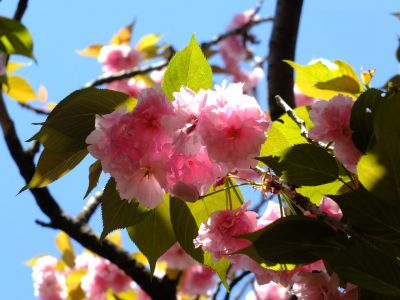 ささぶねの道（遅咲きの桜「普賢象」）
