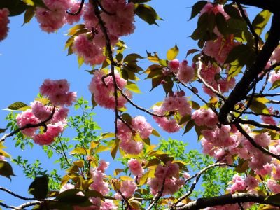ささぶねの道（遅咲きの桜「普賢象」）
