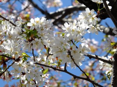 ゆうばえの道（散り始めた山桜）
