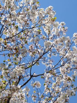 ゆうばえの道（散り始めた山桜）
