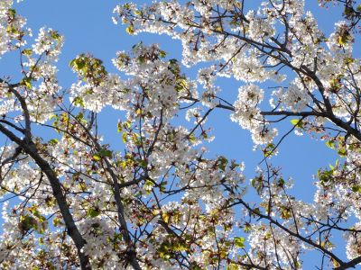 ゆうばえの道（散り始めた山桜）
