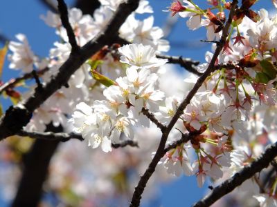 ゆうばえの道（散り始めた山桜）
