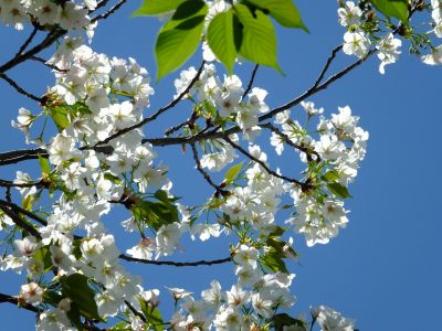 ゆうばえの道（散り始めた山桜）
