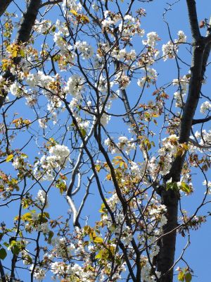 ゆうばえの道（散り始めた山桜）
