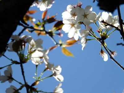 ゆうばえの道（散り始めた山桜）
