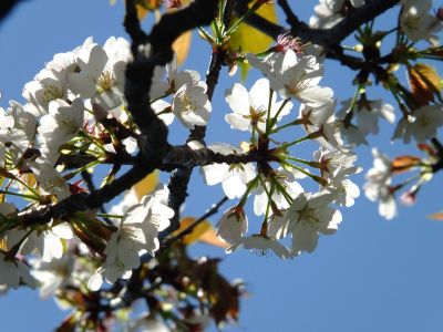 ゆうばえの道（散り始めた山桜）
