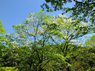 鴨池公園（みずき）
