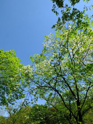 鴨池公園（みずき）
