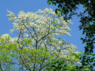 鴨池公園（みずき）
