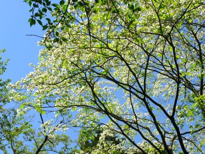 鴨池公園（みずき）
